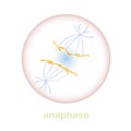 Anaphase part of the mitosis cell cycle scheme. Object isolated for education, for medical art object